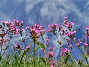 12 Silene dioica nell'azzurro del cielo